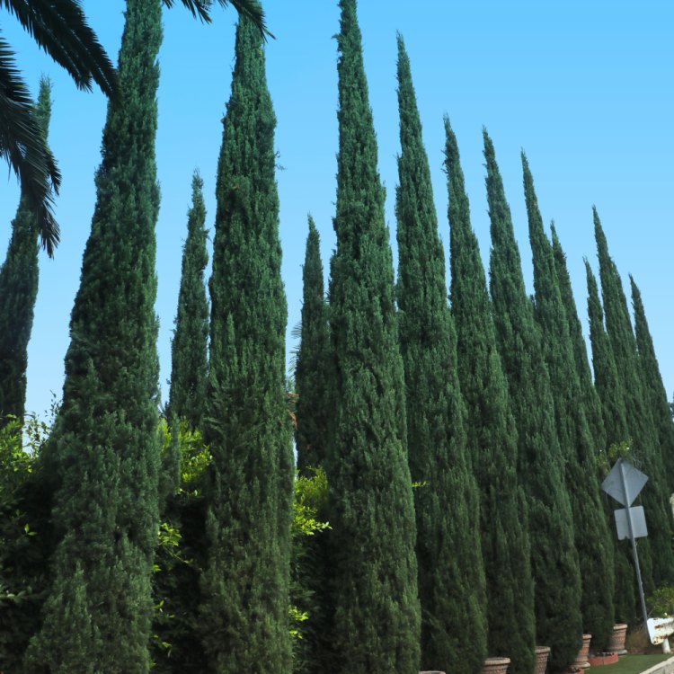 The Stately Italian Cypress: A Timeless Icon of the Mediterranean