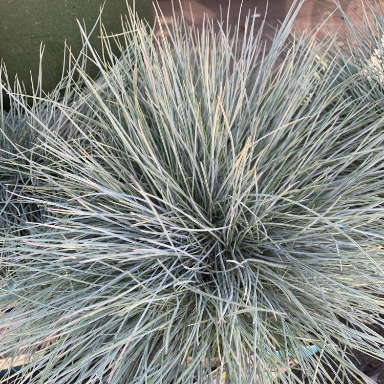 The Beautiful Blue Fescue: A Guide to the Stunning Ornamental Grass