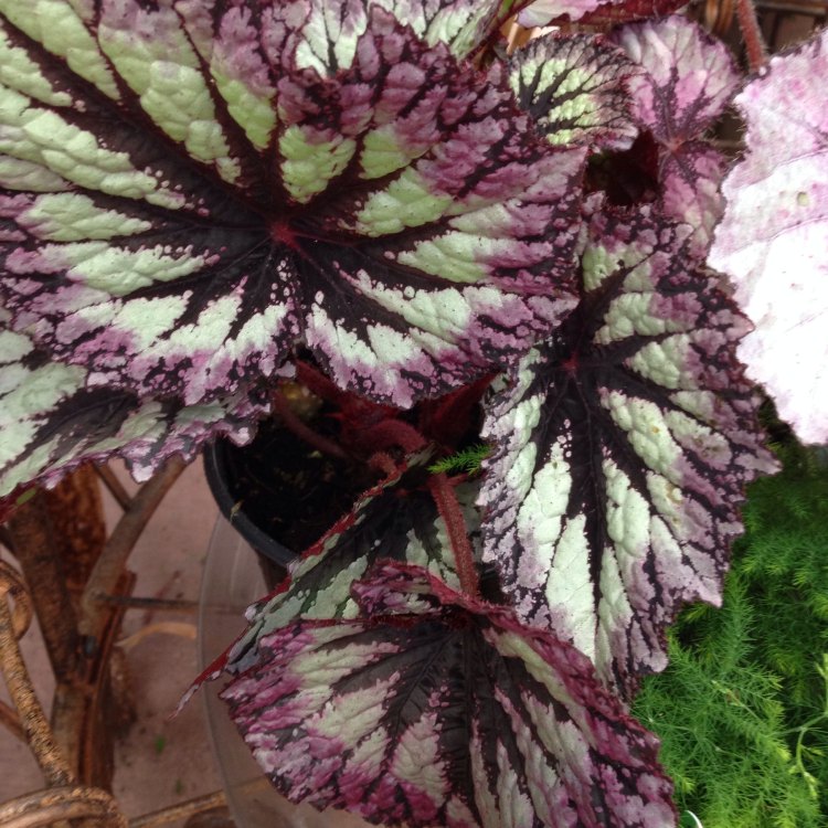 Rex Begonia: The Colorful Gem of Tropical Forests