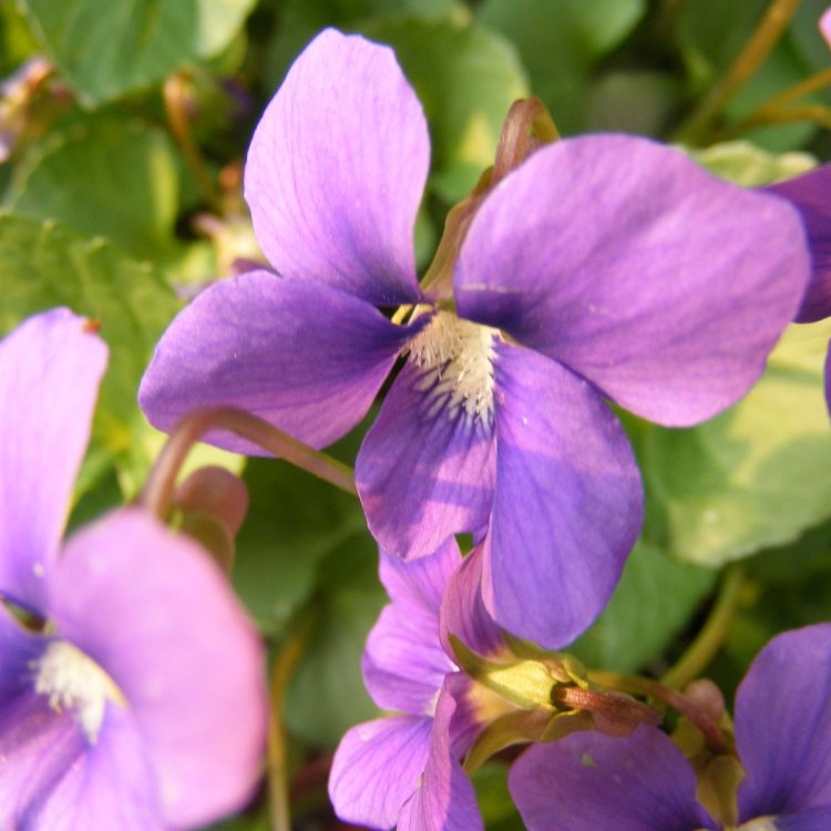 The Fascinating World of Violets: An Introduction to Viola Odorata