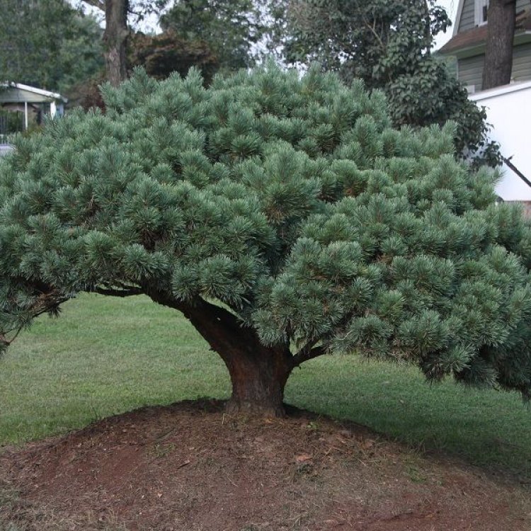 Scotch Pine: The Resilient Beauty of Eurasian Coniferous Forests
