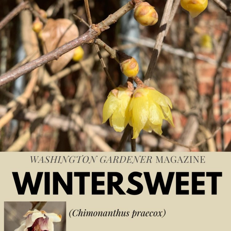 Wintersweet: Exquisite Yellow Blooms in the Middle of Winter