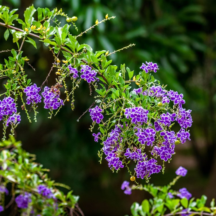 The Wonders of Duranta: A Tropical Shrub for Your Garden