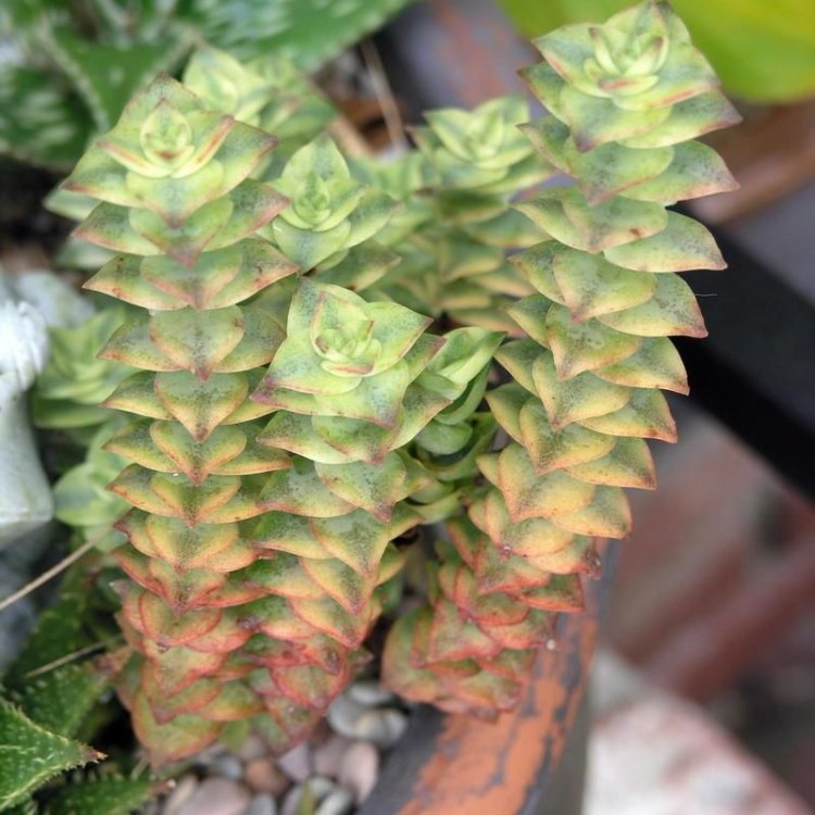 Discover the Charms of String Of Buttons: The Fascinating Trailing Succulent