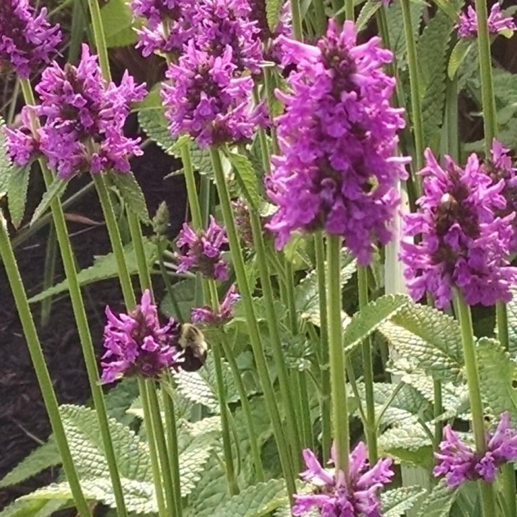 The Mystique of Lambs Ear: A Closer Look at Stachys Byzantina