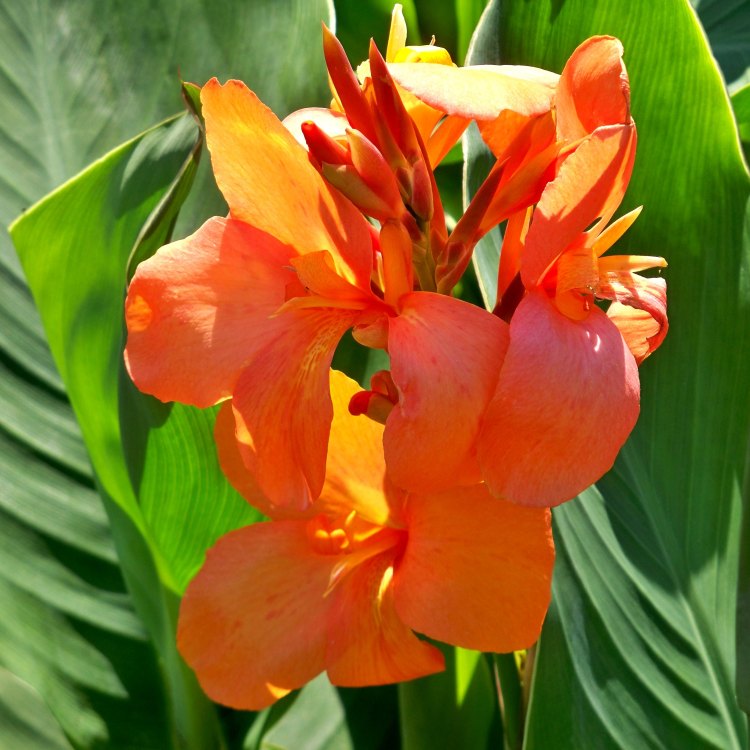 Fall in Love with the Bold Beauty of Canna Lily