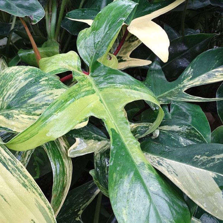 The Striking Philodendron Florida Beauty: A Must-Have Plant for Your Indoor and Outdoor Gardens