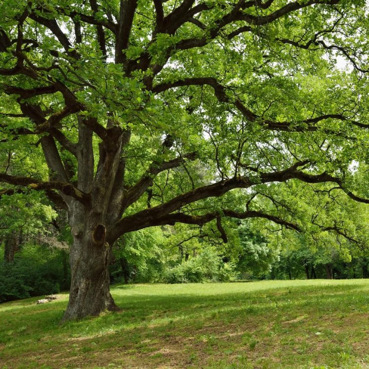The Magnificent English Oak: A Symbol of Strength, Resilience, and Tradition