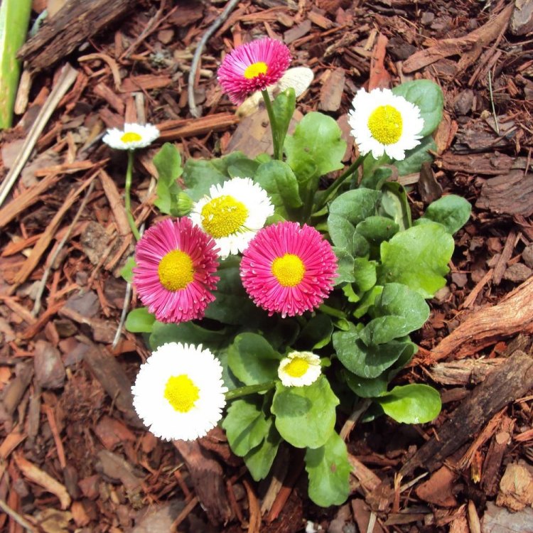 The English Daisy: A Must-Have Plant for Your Garden