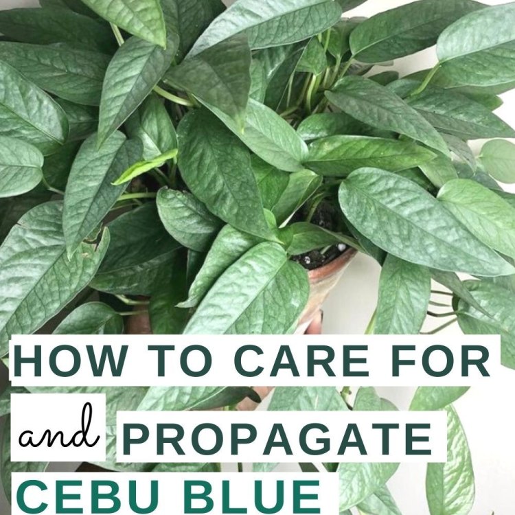 The Enchanting Cebu Blue Pothos: A Tropical Treasure from the Philippines