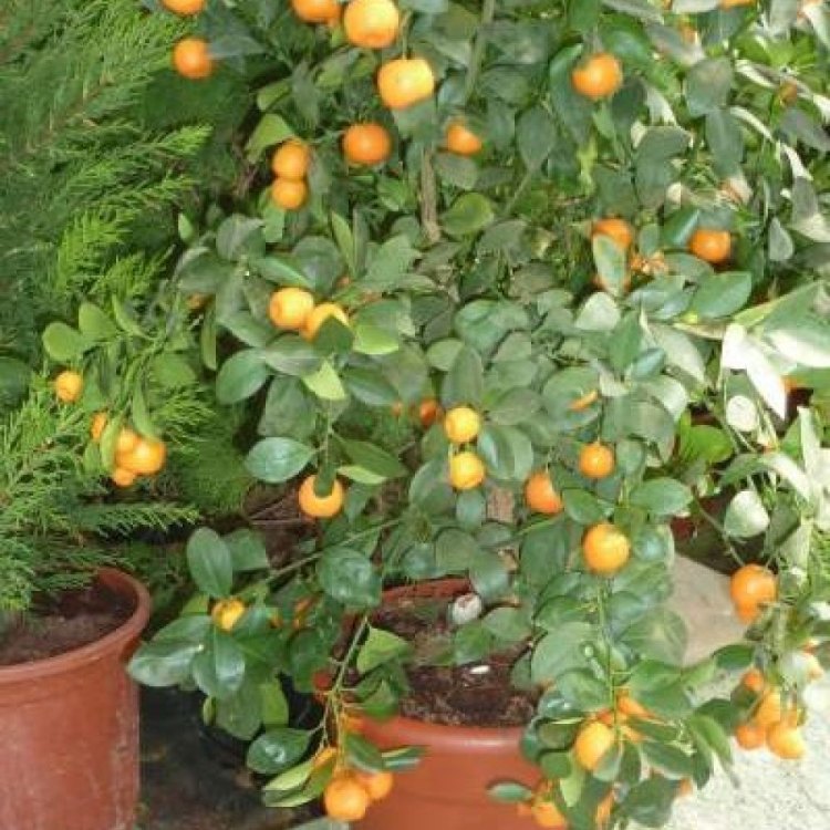 The Sweet Journey of the Orange Tree: From China to Your Backyard