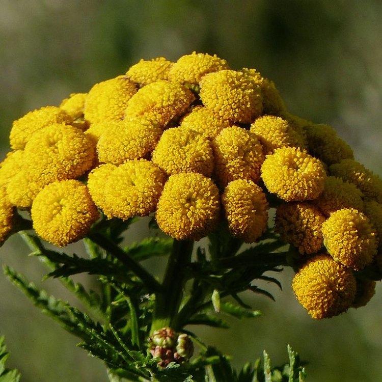 Exploring the Fascinating World of Common Tansy: A Perennial Herb with Endless Marvels