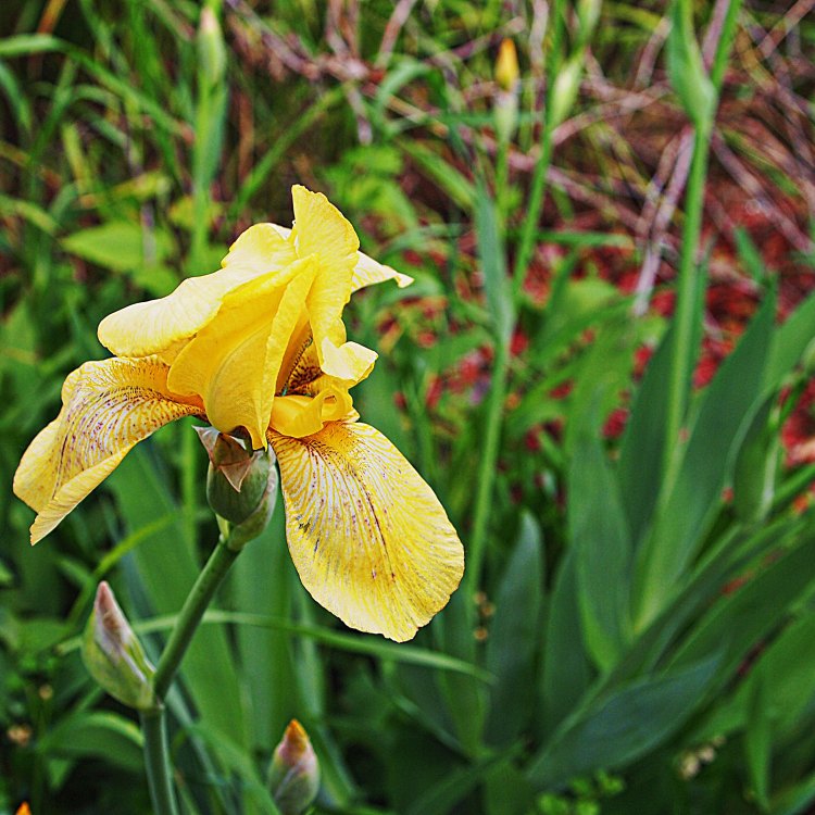 Yellow Iris: The Vibrant Beauty of Wetlands