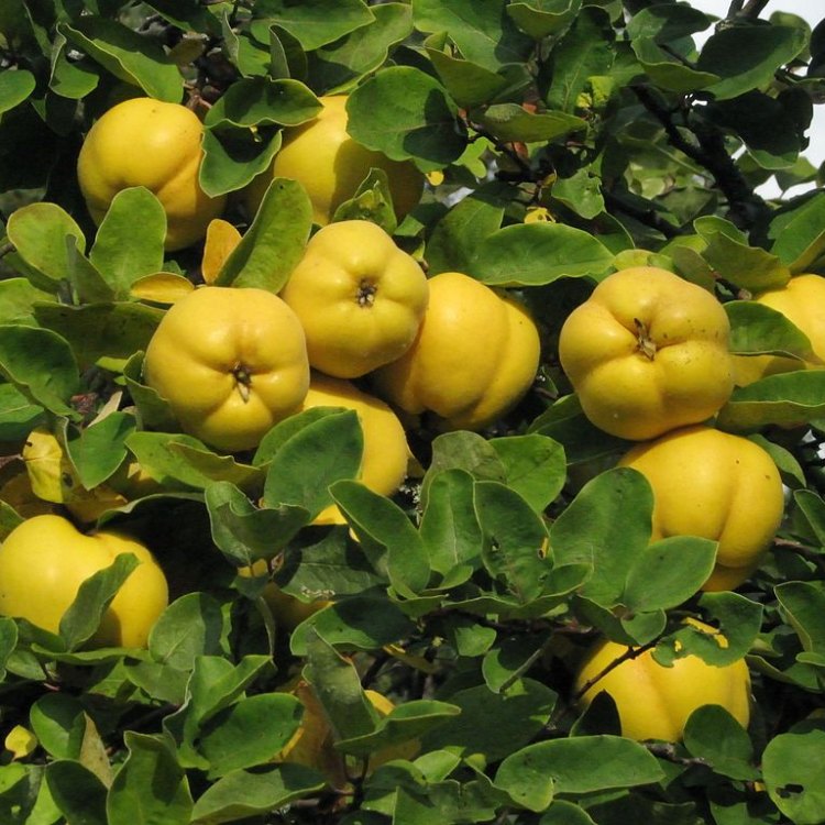 Cydonia Oblonga: The Quince Tree with Ancient Origins