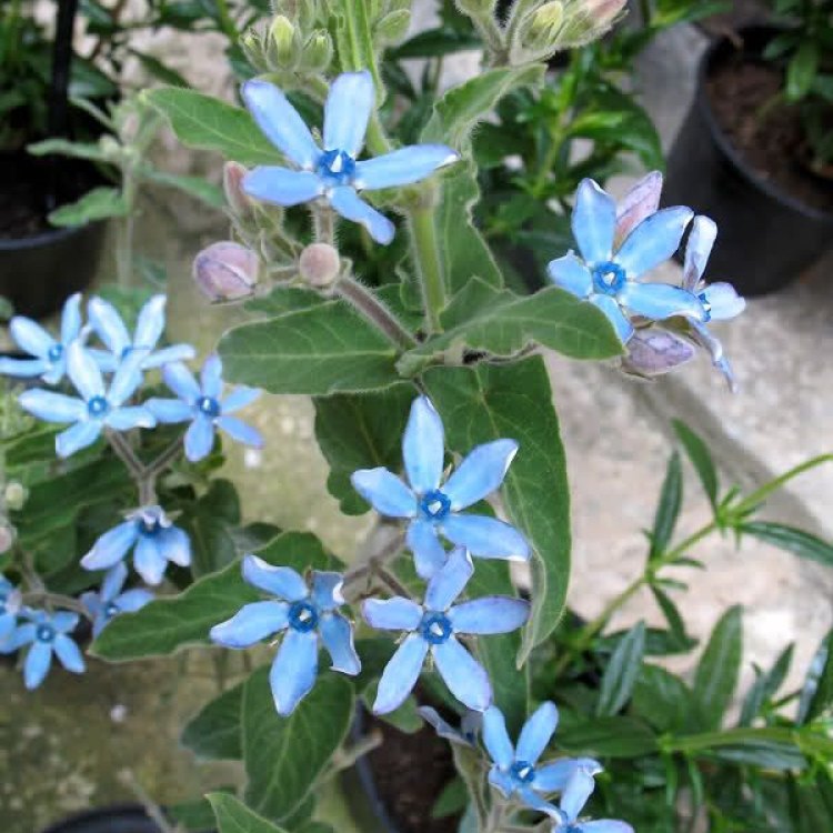 Tweedia: A Blue Beauty in the World of Plants