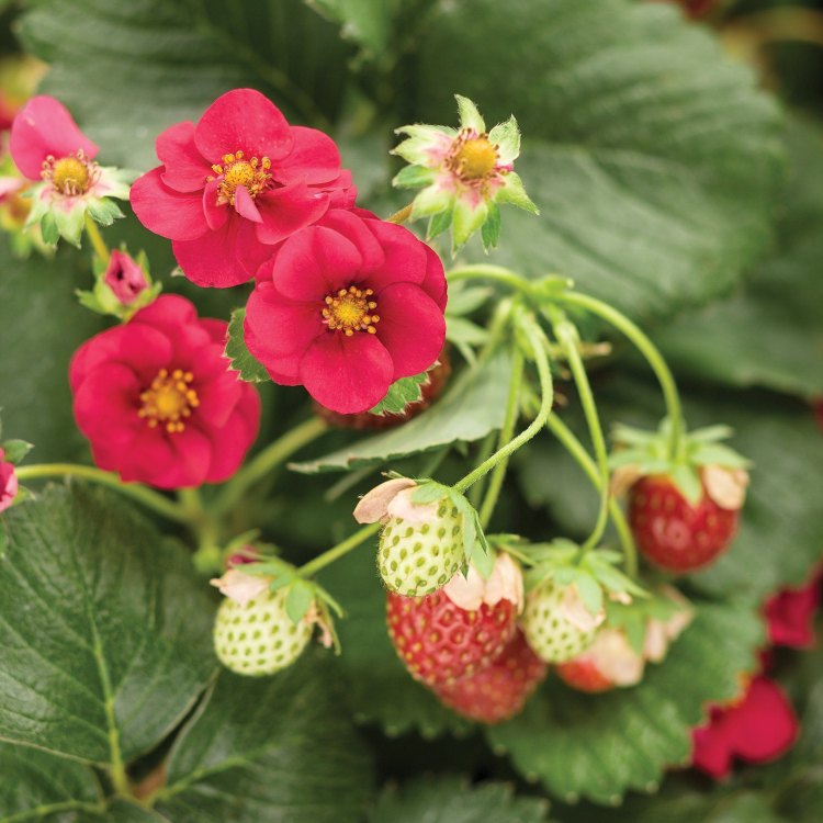 Everbearing Strawberries: A Sweet and Versatile Addition to Your Garden