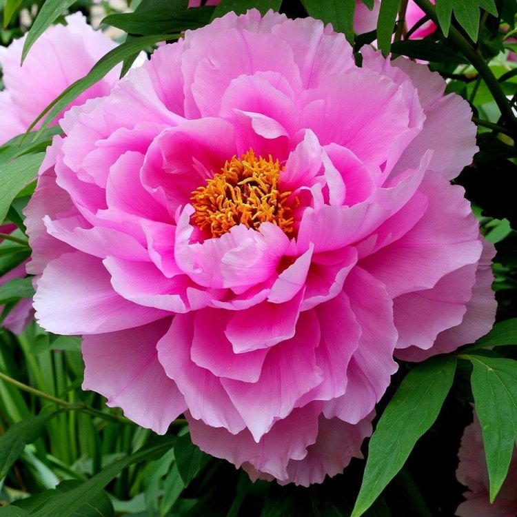 The Stunning Beauty of Paeonia: A Closer Look at the Majestic Peony