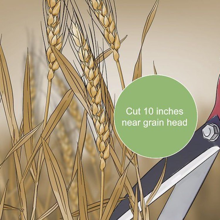 The Wonders of Wheat: Exploring the Marvels of Triticum Aestivum