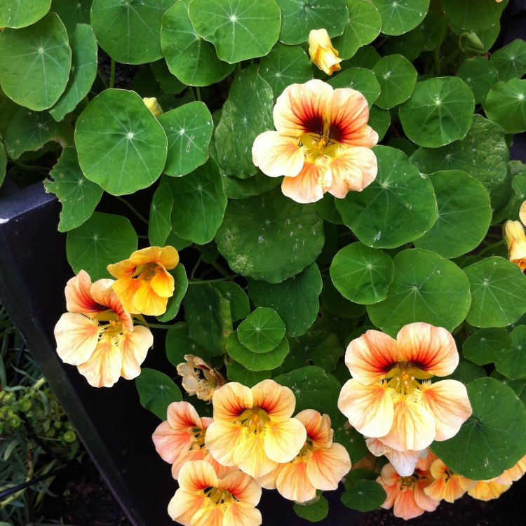 The Beautiful and Versatile Nasturtium Plant: A Closer Look