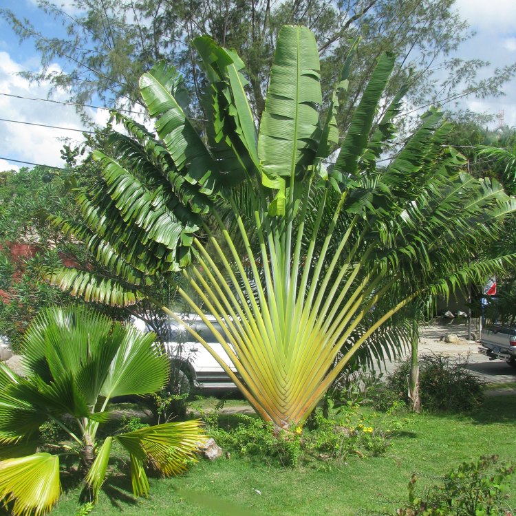 Discover the Fascinating World of Madagascar Palm: A Plant Like No Other