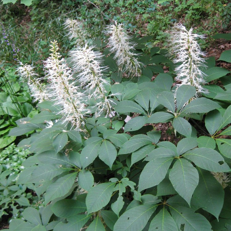 The Magnificent Bottlebrush Buckeye: A Symbol of Natural Beauty