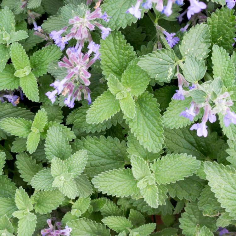 Catnip: The Fascinating Plant Loved by Cats and Humans Alike