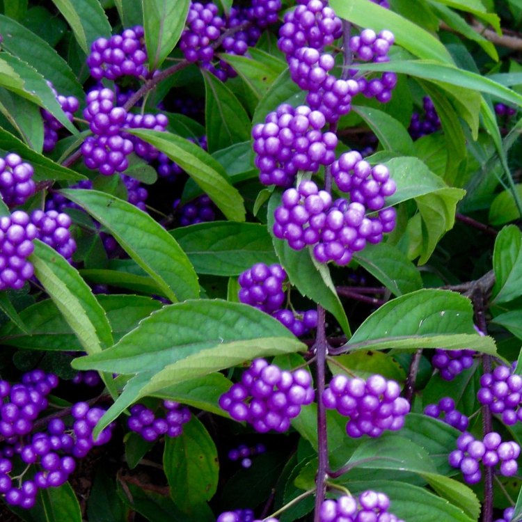 The Enchanting Beauty of the Beautyberry Plant