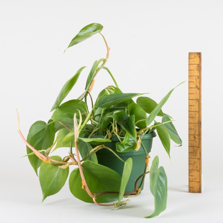 The Versatile and Evergreen Heartleaf Philodendron