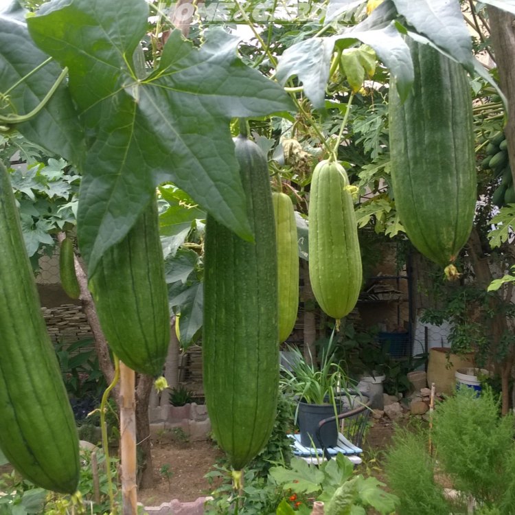 Loofah: The Fascinating Plant You Never Knew You Needed