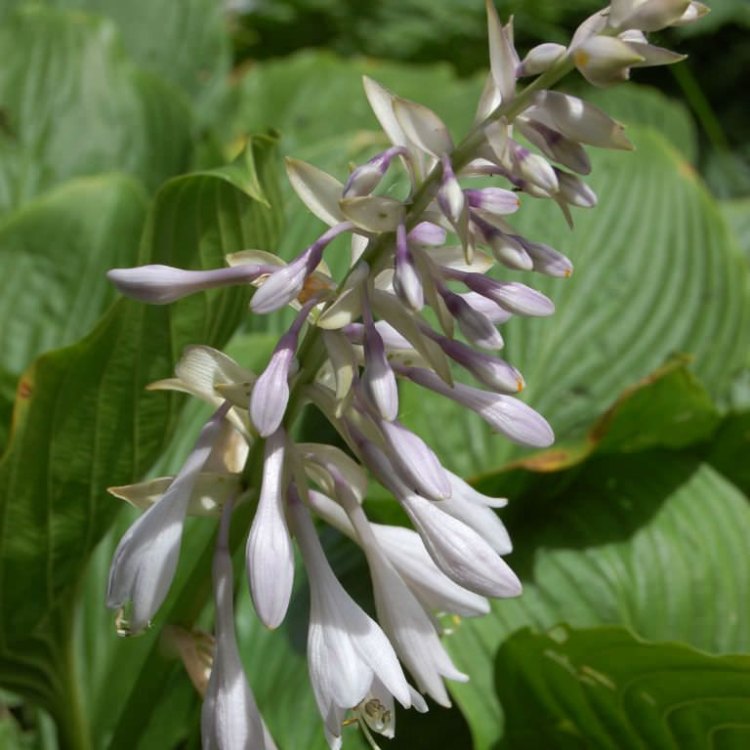 The Enchanting White Feather Plantain Lily: A Delicate Beauty