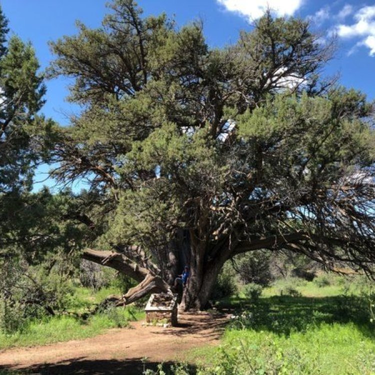 Alligator Juniper: An Iconic Tree of the Southwestern United States and Northern Mexico