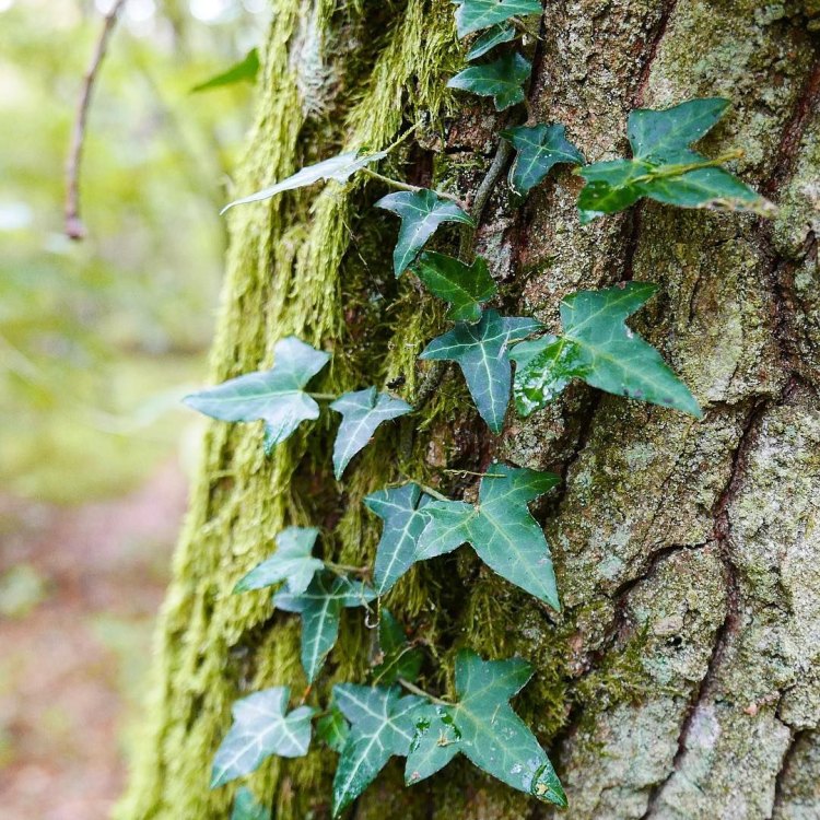 The Fascinating World of Common Ivy: A Tree-Like Climbing Vine