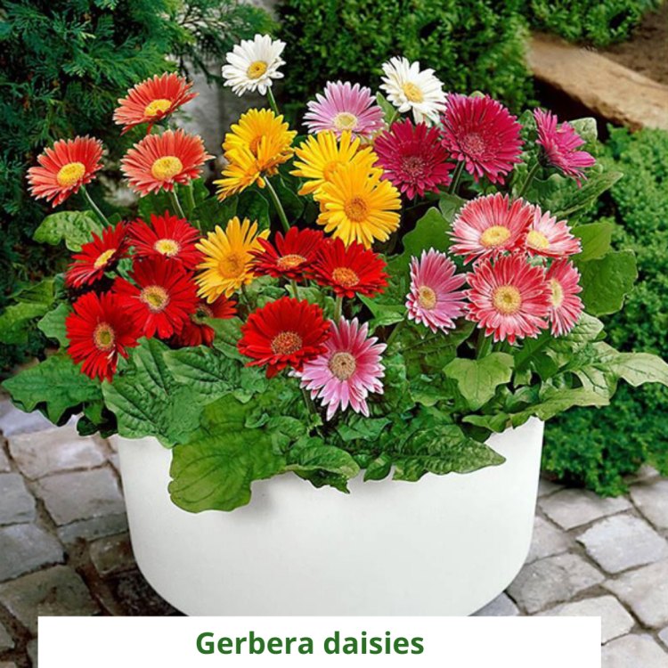 The Enchanting Gerbera: A Versatile and Vibrant Flower