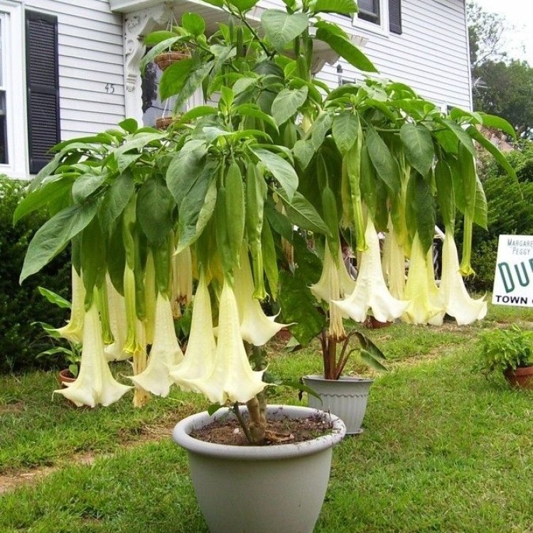The Enchanting Angel Trumpet Datura: An Exotic Plant with Heavenly Beauty
