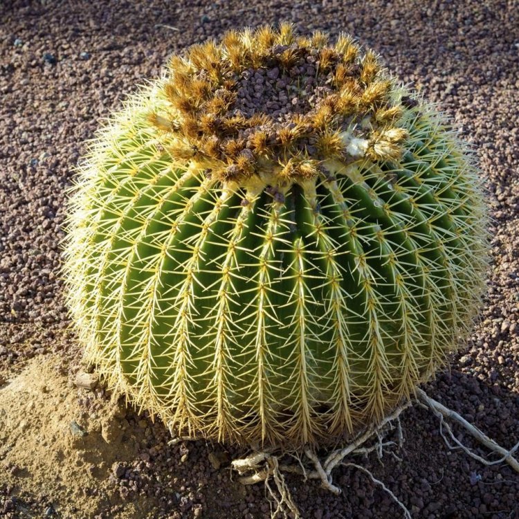 Discover the Fascinating Beauty of the Ball Cactus: A Plant That Defies the Desert