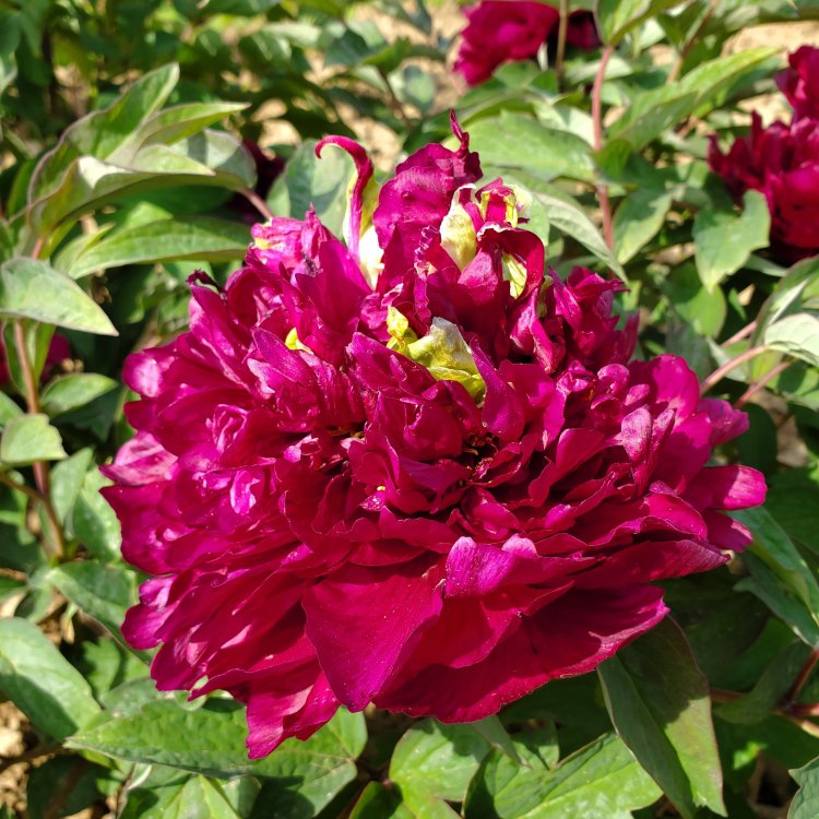 The Remarkable Chinese Peony: A Symbol of Beauty and Perseverance
