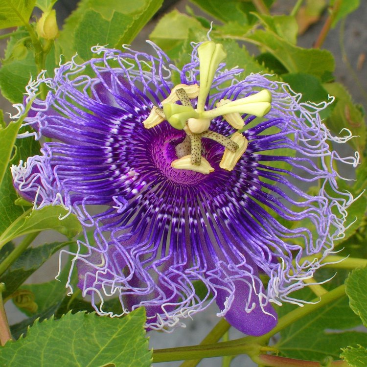 The Alluring Passionflower: A Plant that Will Capture Your Heart