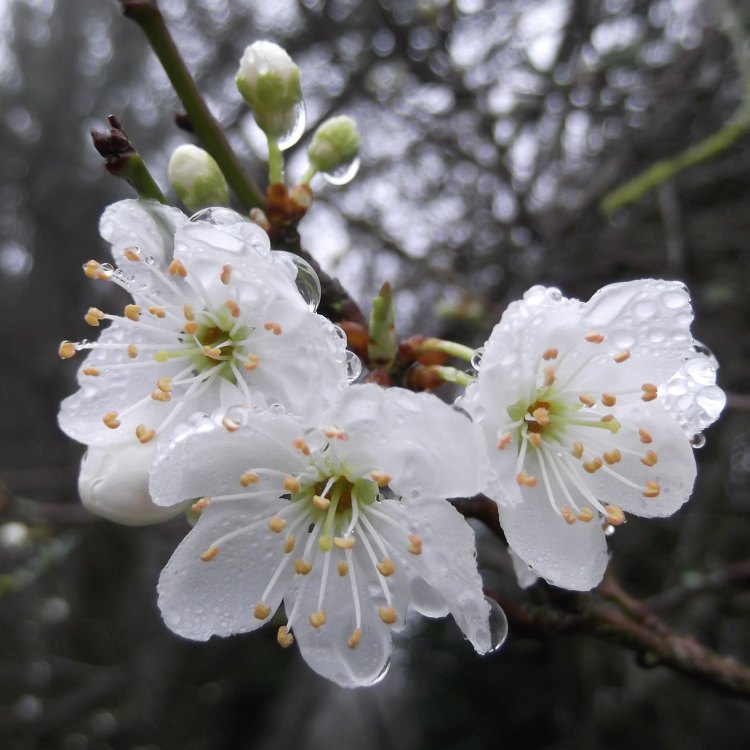 The Stunning Cherry Plum: A Tree That Holds Secrets of History and Nature