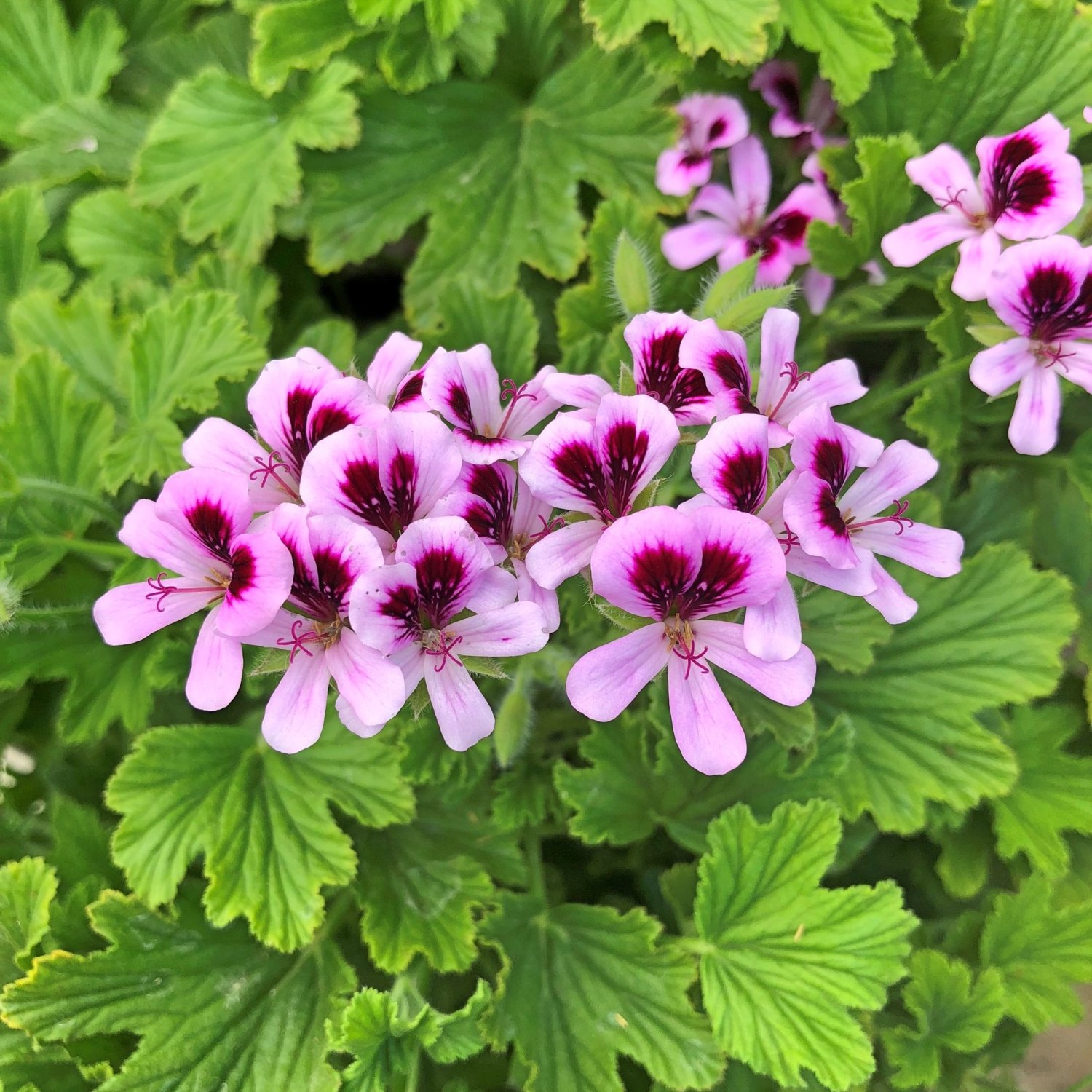 Scented Leaved Geraniums