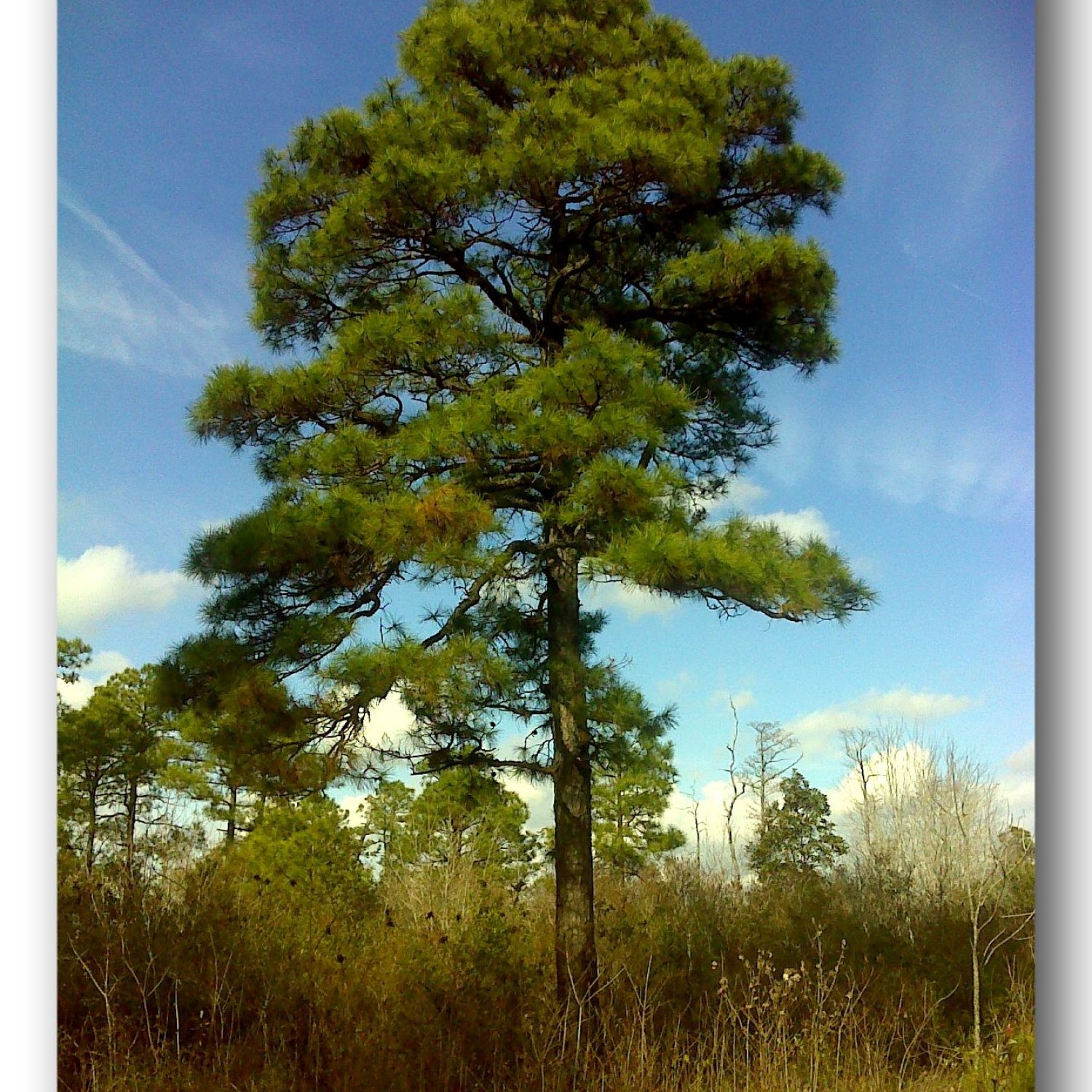 Pinus Serotina