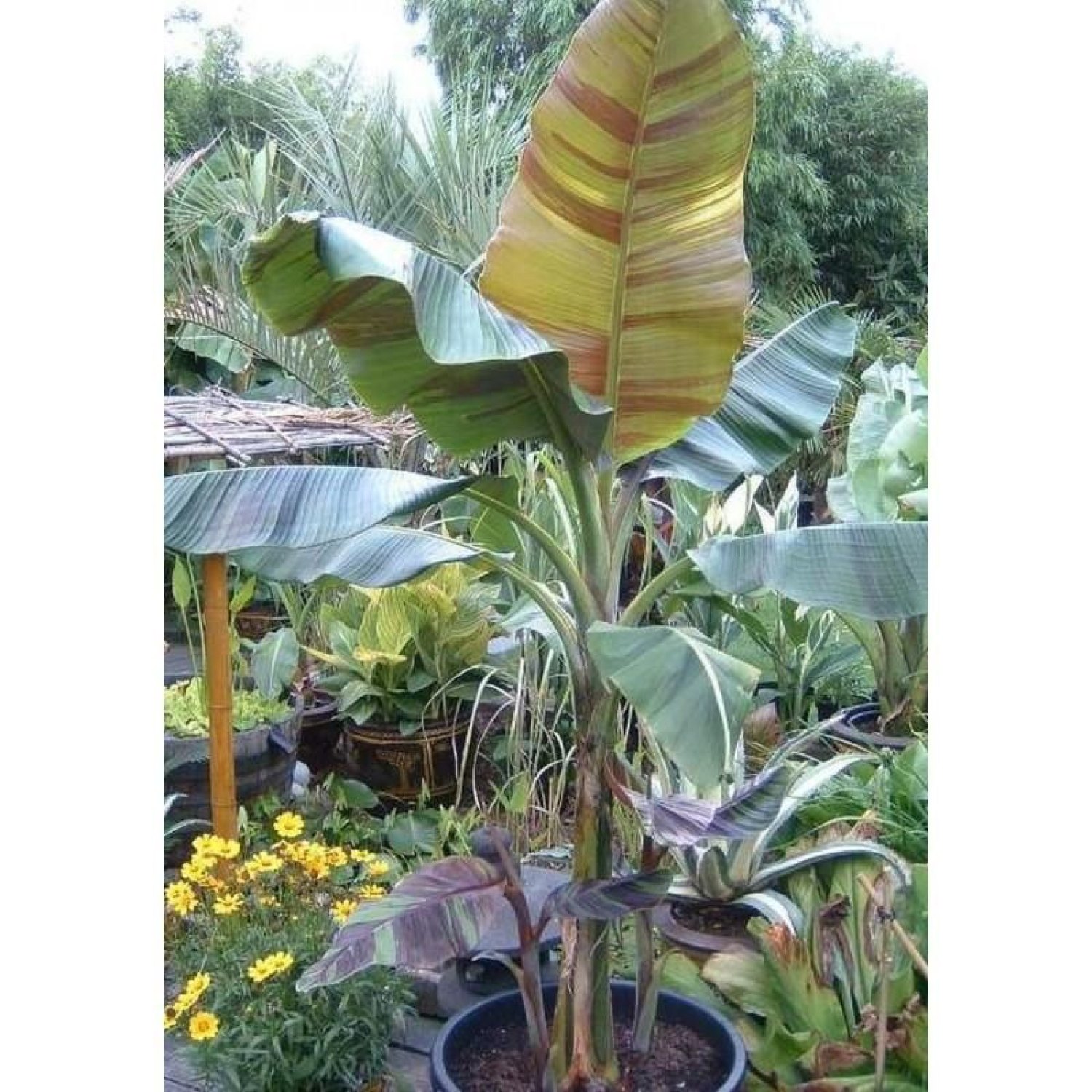 Darjeeling Banana Tree