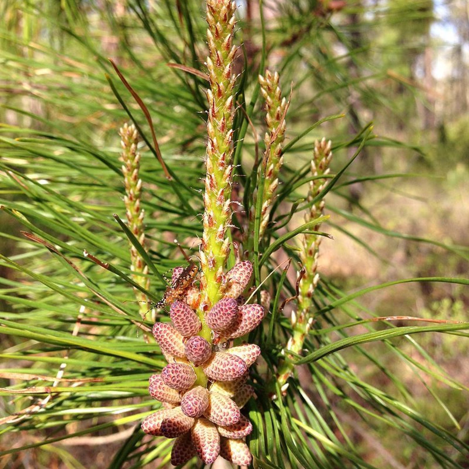 Pinus Rigida