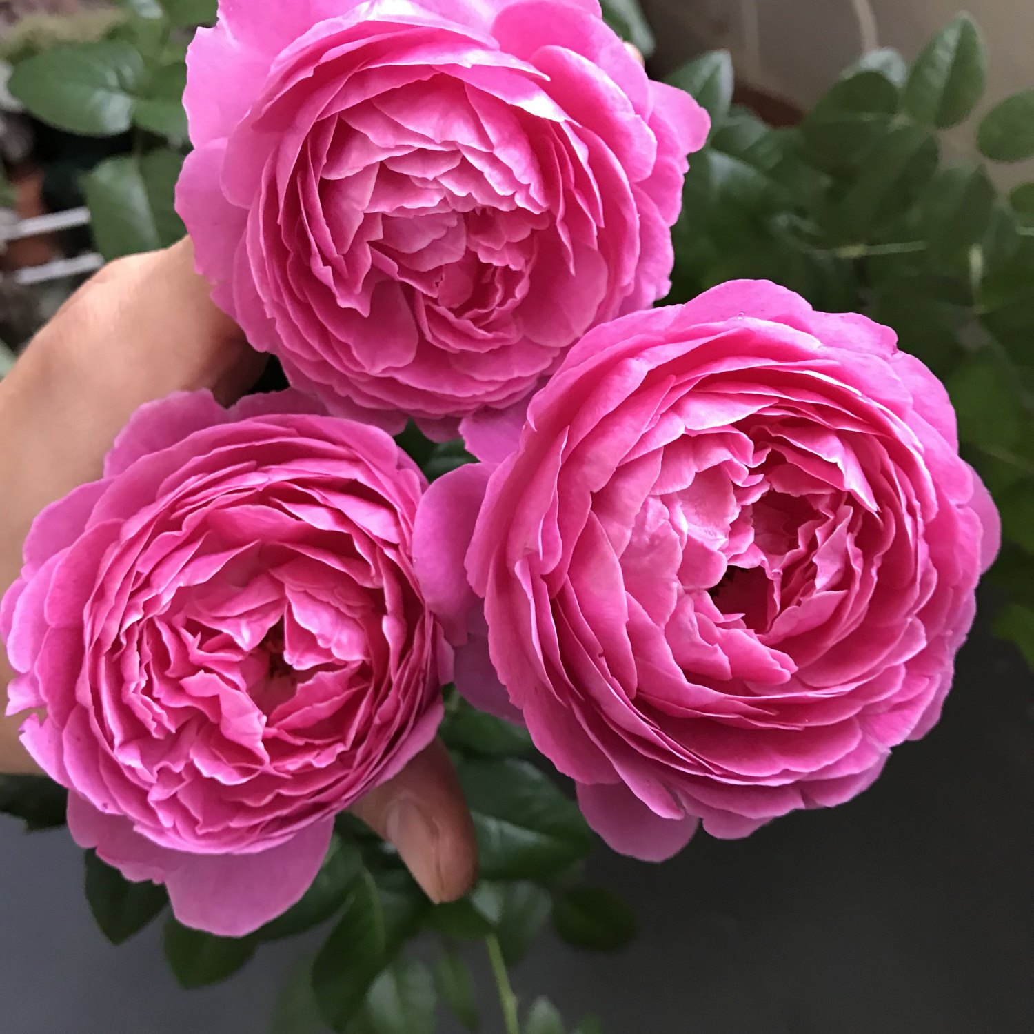 Japanese Rose