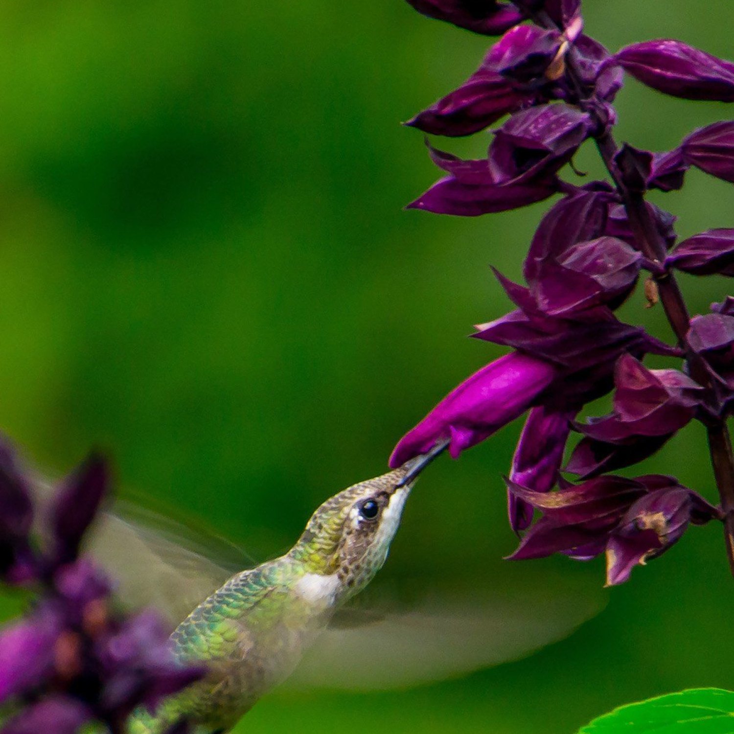 Hummingbird Bush