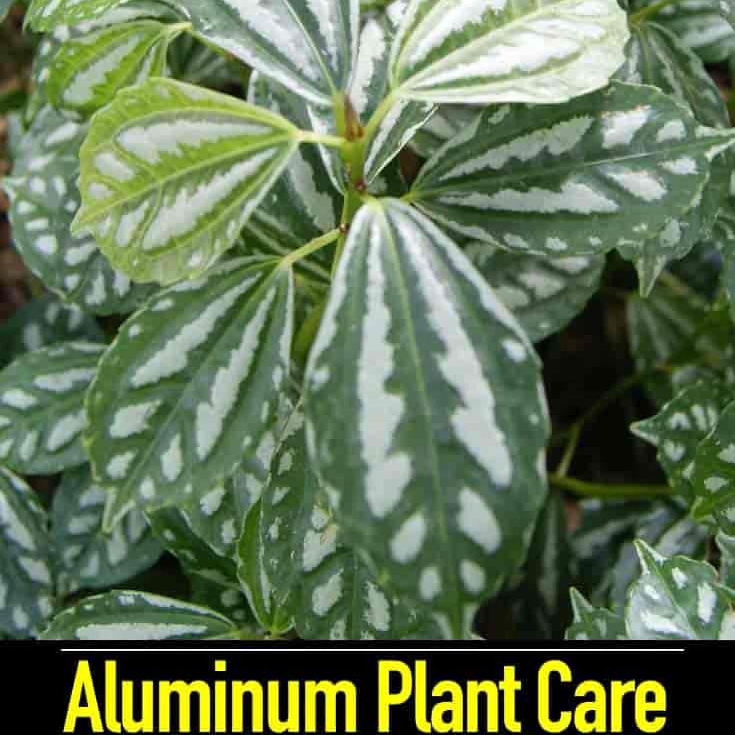 Aluminum Plant