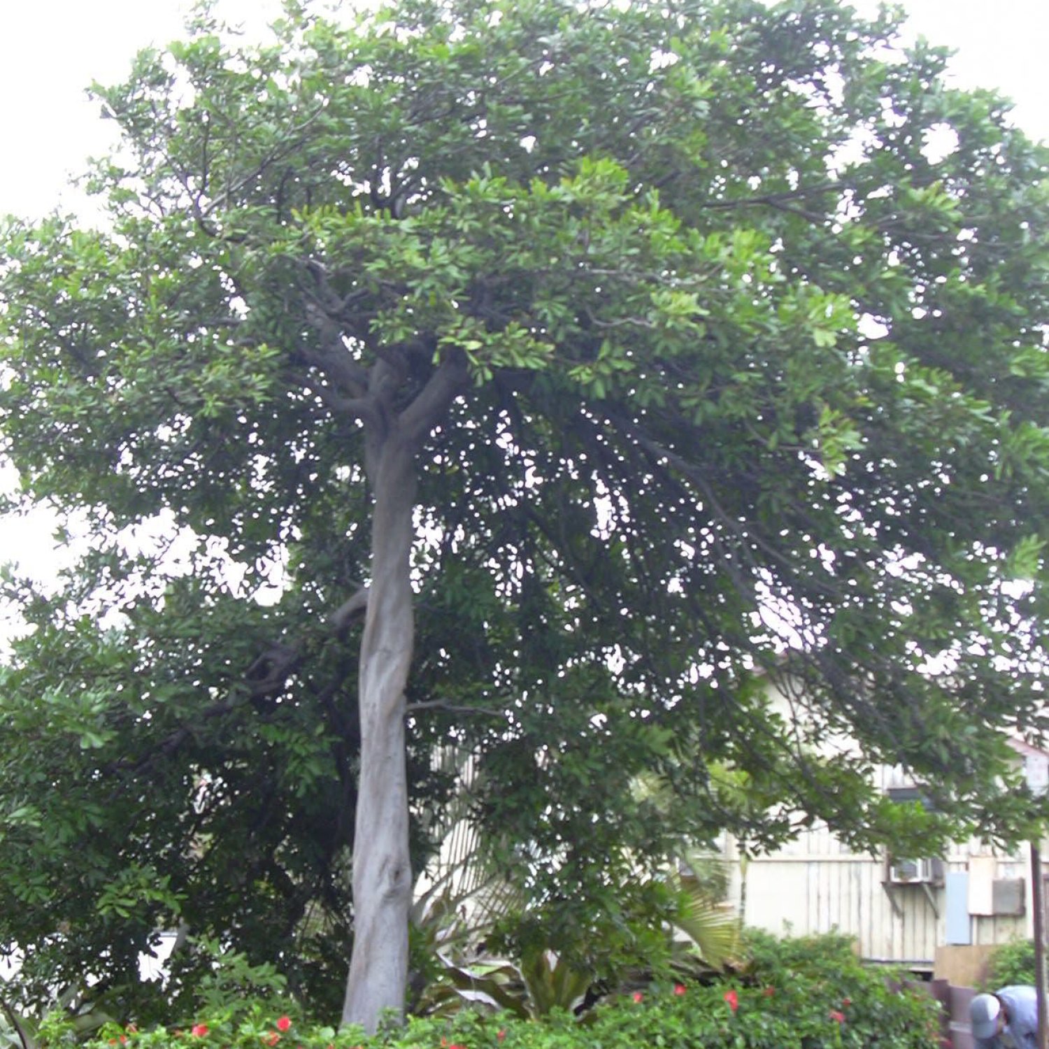 Carrotwood Tree