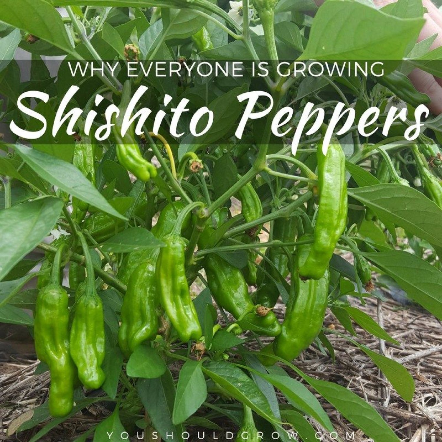 Shisto Pepper