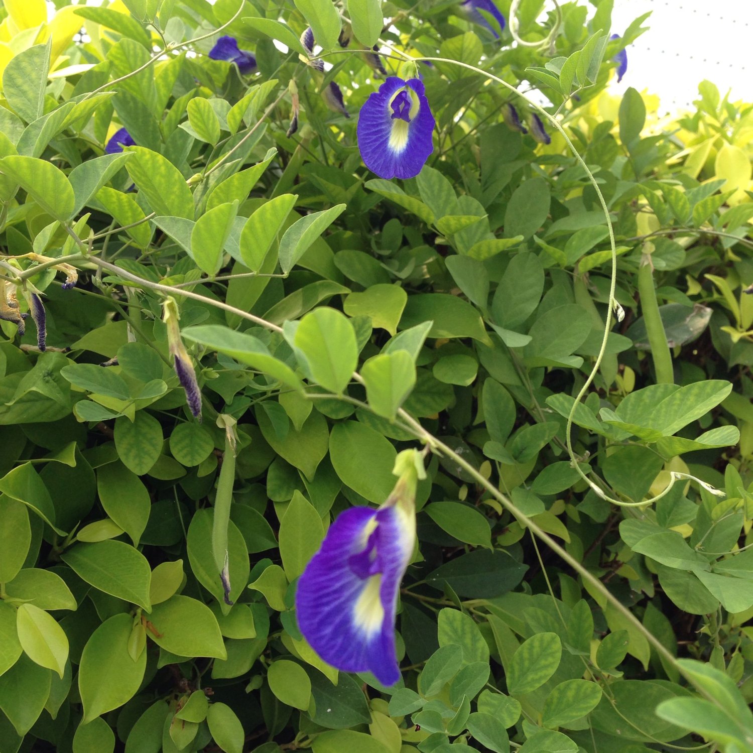 Butterfly Pea Plant